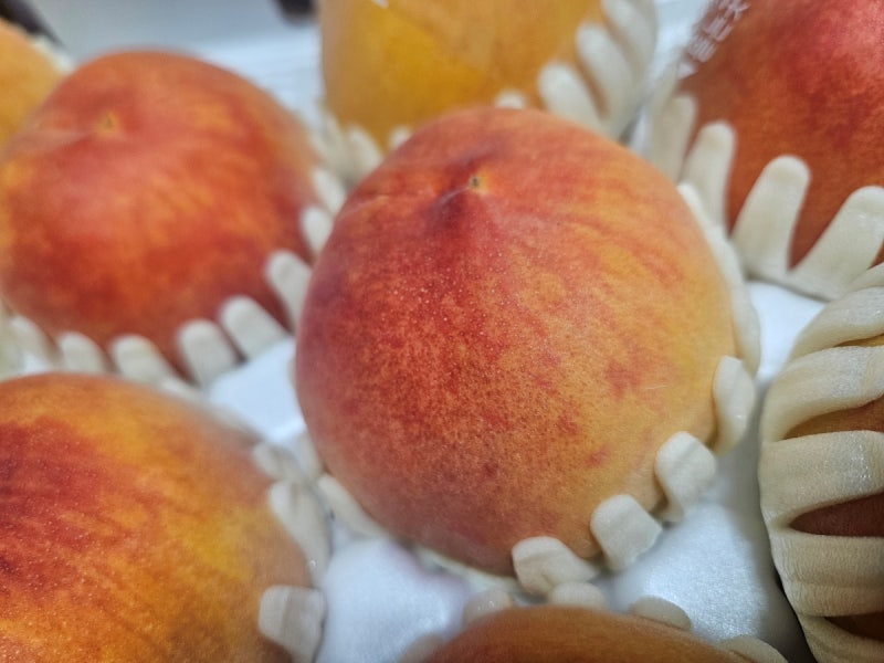 복숭아 품종 추천｜딱딱이·말랑이·황도 맛과 식감 비교, 취향별 고르는 법
