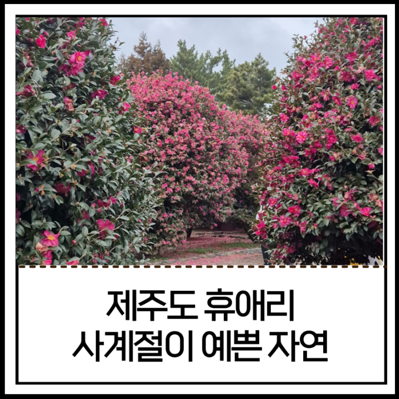 제주도 휴애리, 아이랑 과한 자극 없이 제주 풍경보기 좋았던 곳, 온라인 할인 꿀팁 포함