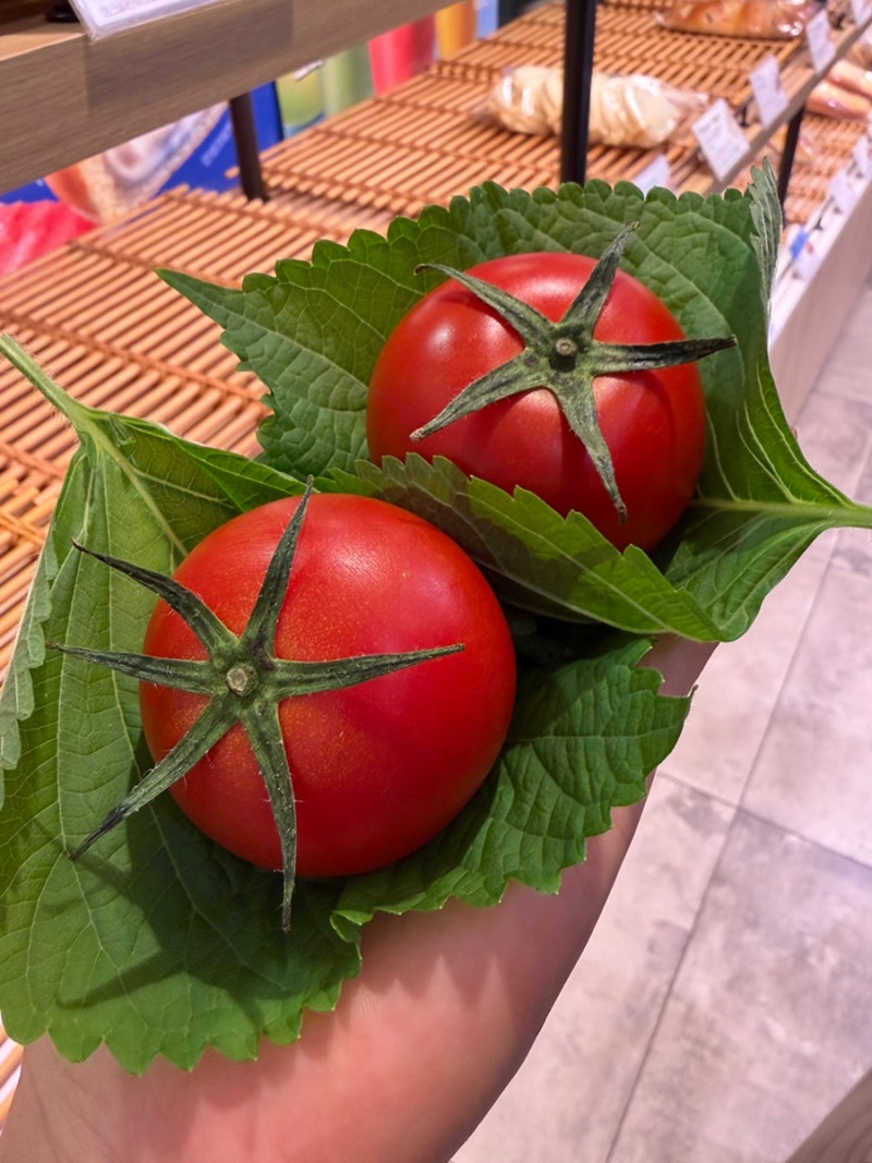토마토 효능부터 부작용·보관법·씻는법까지 토마토 제대로 먹는 법, 일타강의