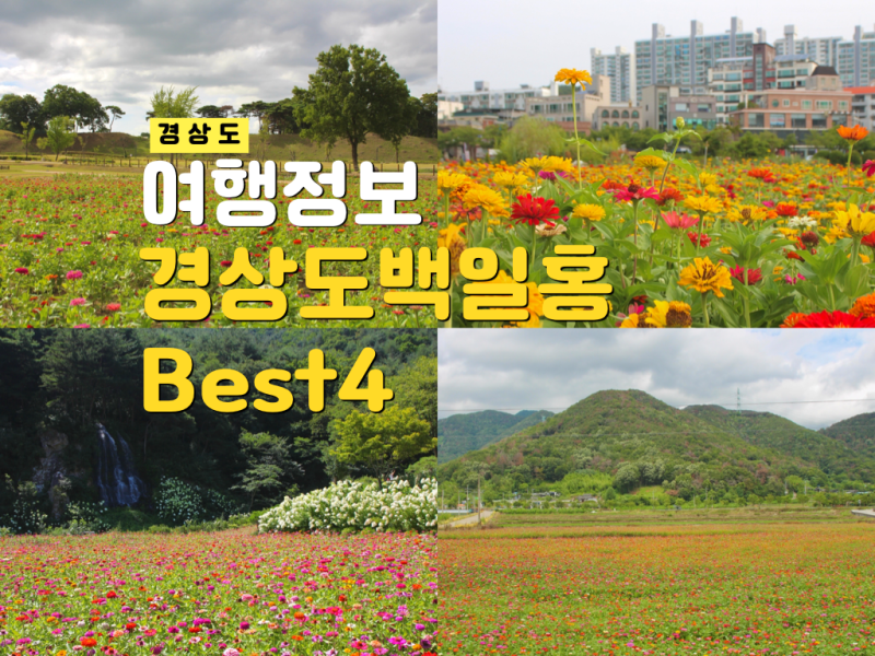 8월 경상도 여름 가볼만한곳 백일홍 꽃구경 명소 개화정보 경주 포함 best4