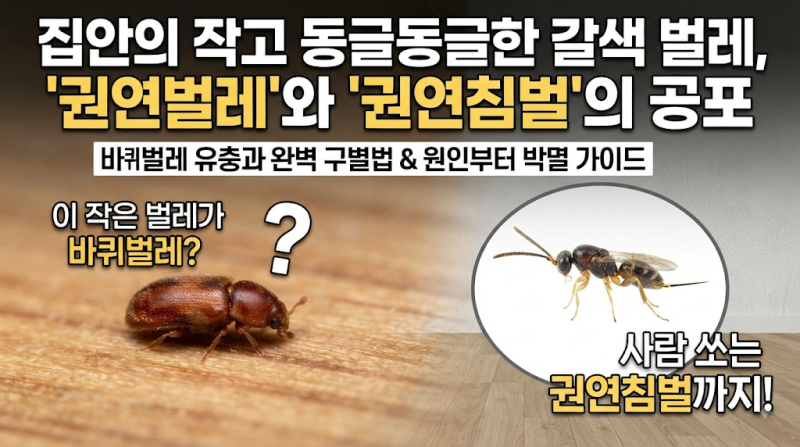 [내궁내찾] 집에서 본 작은 벌레, 바퀴벌레 새끼일까? 권연벌레 구분법(+퇴치 가이드, 권연침....