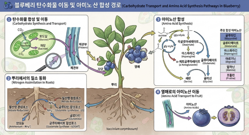 블루베리 탄수화물 이동 아미노산 합성 및 목적