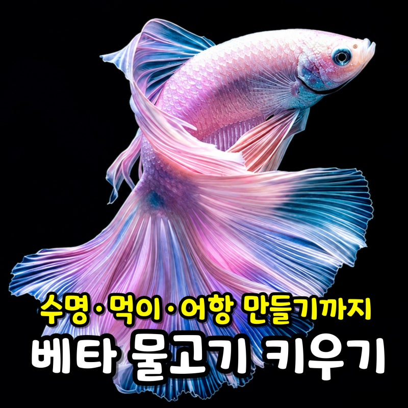 베타 물고기 키우기 수명 먹이 어항 만들기까지