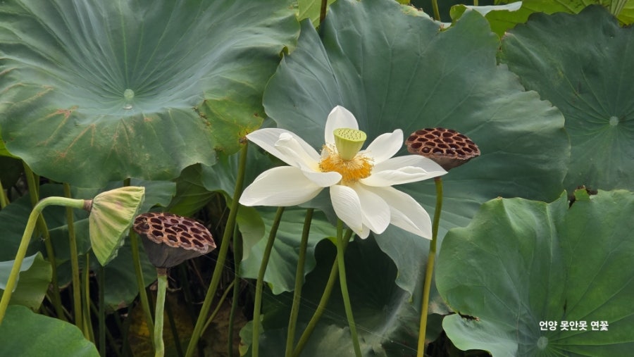 못안못 사진 6