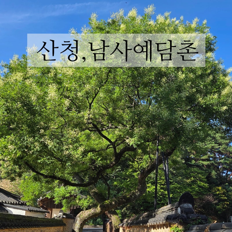 경남 산청 남사예담촌 300년된 부부회화나무가 꽃을 피우고있다