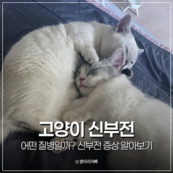 고양이 신부전 어떤 질병일까? 신부전 증상 알아보기