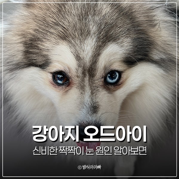 강아지 오드아이 신비한 짝짝이 눈 원인 알아보면