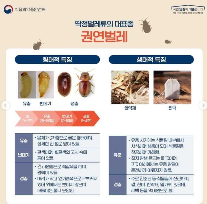 권연벌레 완벽 정리｜쌀·곡물·건조식품에서 발견되는 작은 해충의 정체와 퇴치 방법
