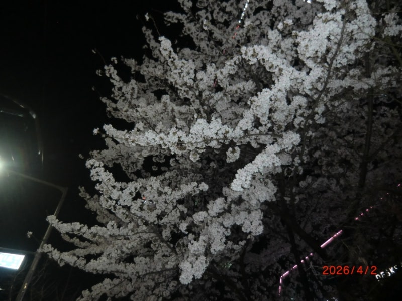 디카 사용 일지: 카시오 엑슬림 H15 | 반년치 작례를 모아모아