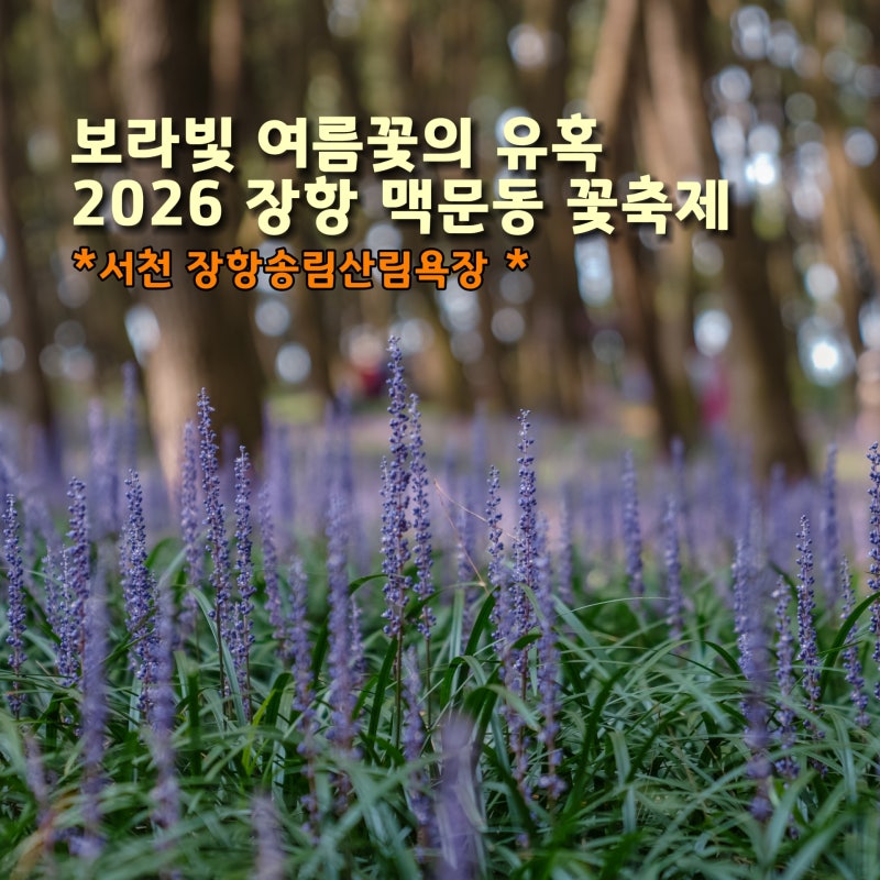 서천 장항 맥문동꽃축제 기간 실시간 개화상황까지