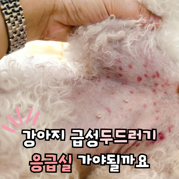 강아지 두드러기 가려움증, 피부병 연고 먹는약 처방받음