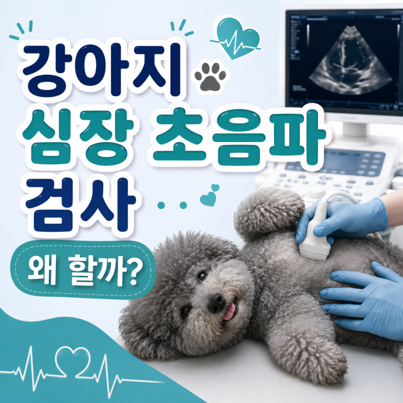 강아지 심장초음파 검사 왜 할까? 검사방법·비용·마취 여부 총정리