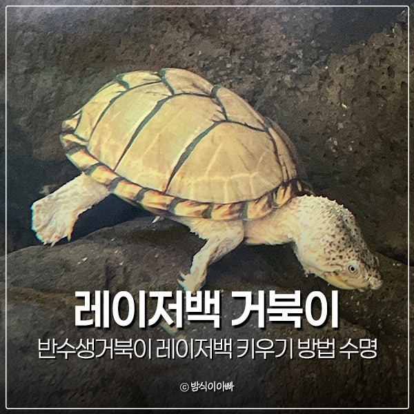 반수생거북이 레이저백 거북이 키우기 방법 수명