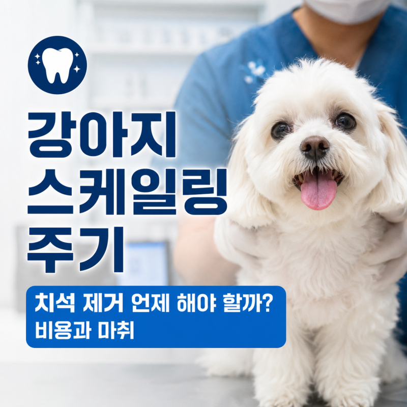 강아지 스케일링 주기 치석 제거 언제 해야 할까? 비용과 마취
