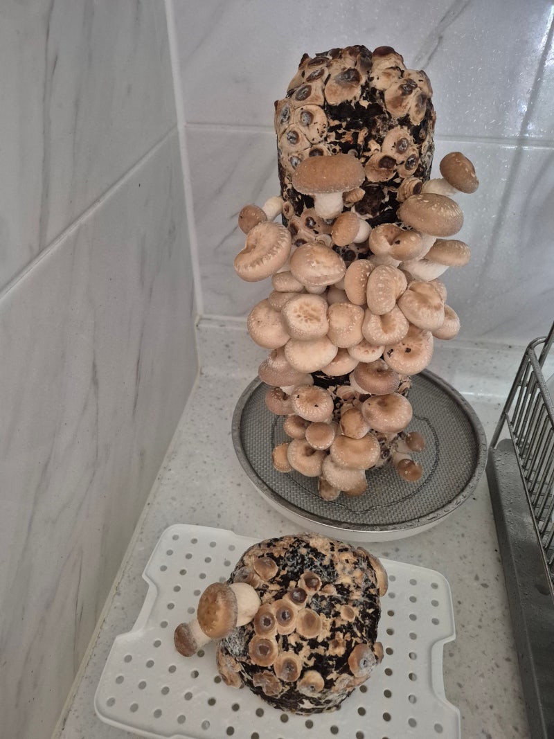 집에서 표고버섯 키우기 배지 수확 후기 및 방법 (키우는 법, 주의사항)