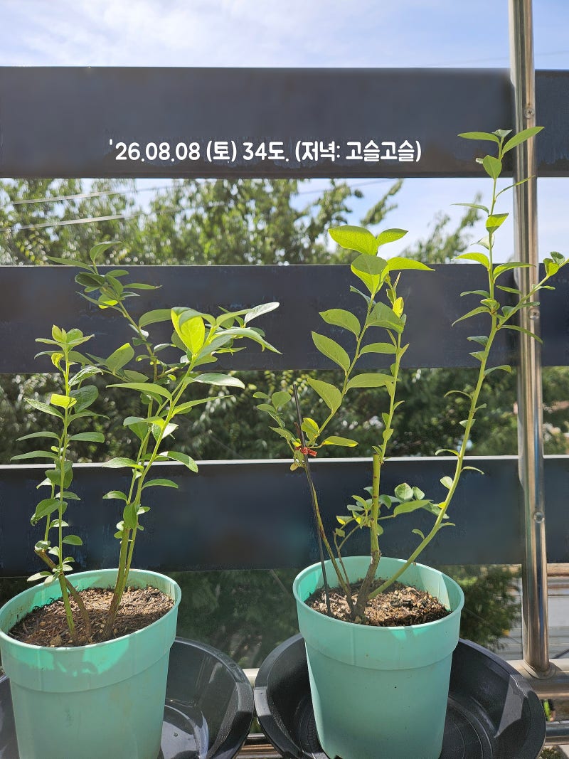 창틀에서 블루베리 나무 키워보기.. ('26.10.15 벌이 작업 건 날..)