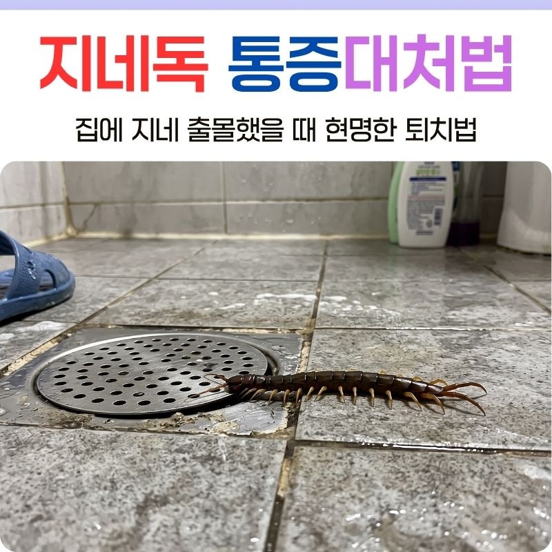 울산 지네독 통증 증상과 대처법, 집에 지네 출몰했을 때 현명한 퇴치법