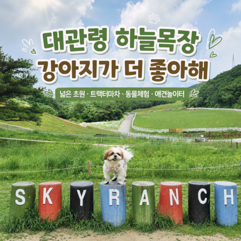 대관령 하늘목장 애견동반, 평창 강아지 여행 필수 코스