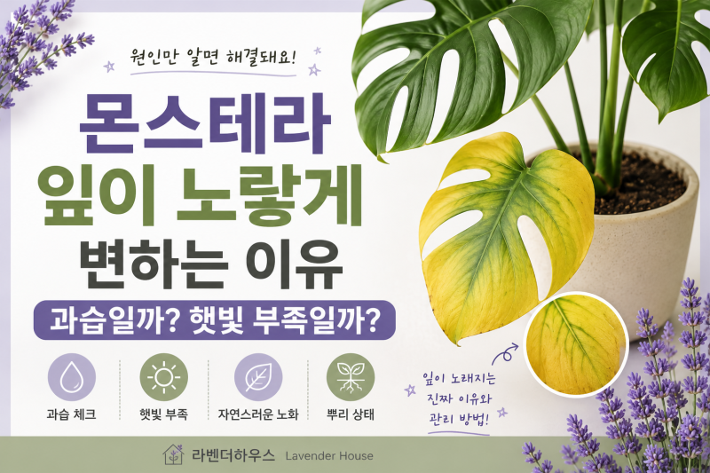 몬스테라 잎이 노랗게 변하는 이유, 과습일까 햇빛 부족일까?