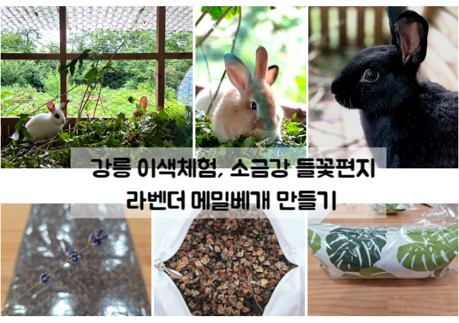 강릉 이색체험 들꽃편지 라벤더 메밀베개 만들기 소금강 농촌체험