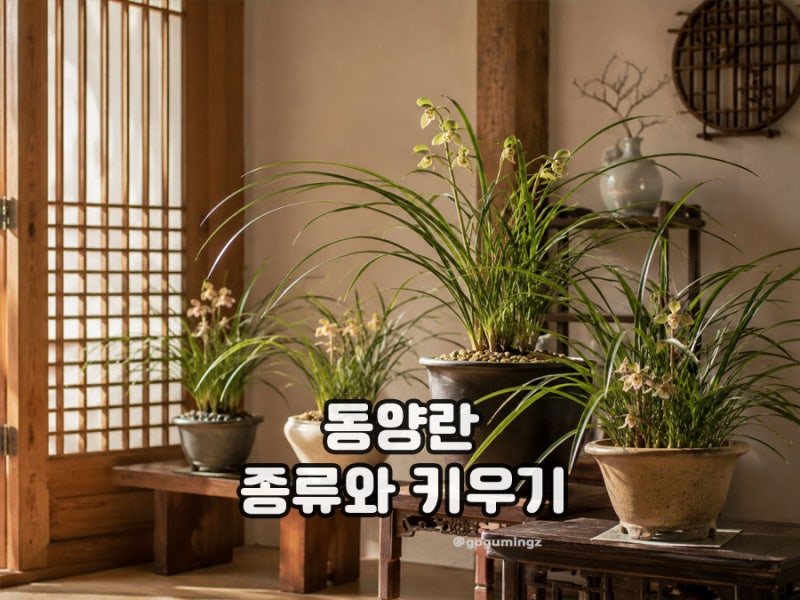 동양란 종류, 오래 건강하게 키우기 물주기 방법