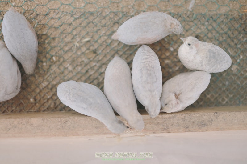 미니 메추리 키우기, 부화부터 생각보다 쉽지 않은 이유