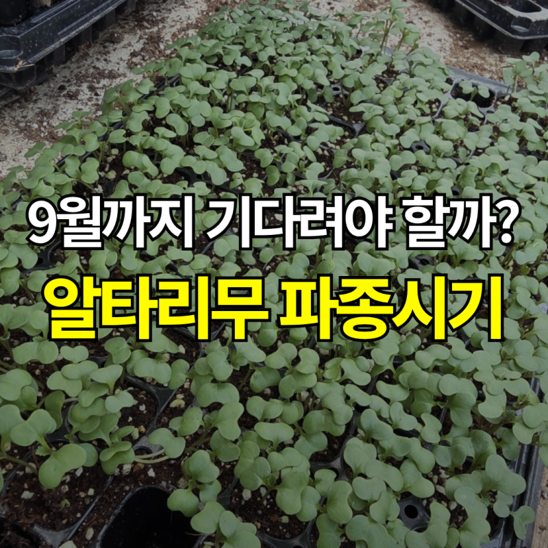 “지금 심어도 될까?” 알타리무 파종시기, 심는방법부터 수확시기까지
