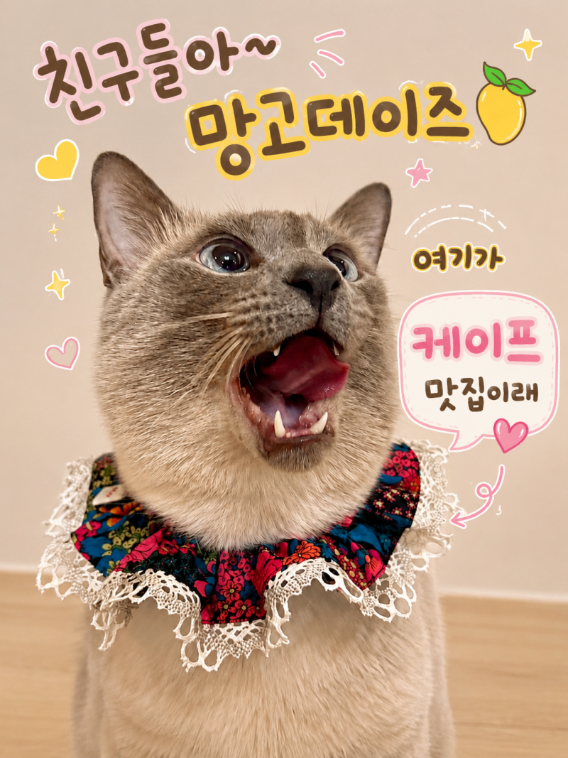 망고데이즈 고양이 케이프 솔직한 후기