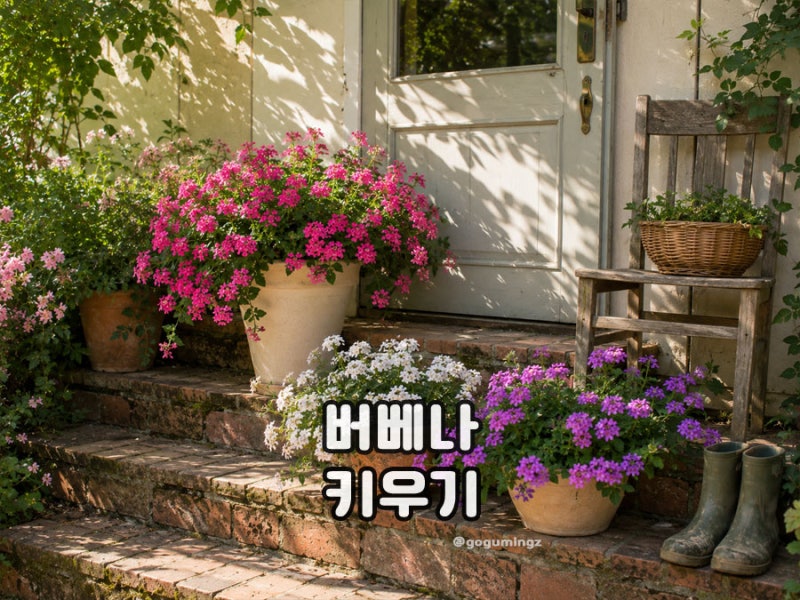 숙근버베나 키우기 레몬 버베나 차이와 향, 꽃말은?
