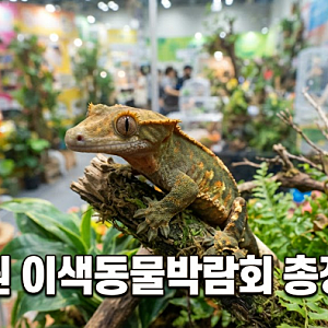 수원 이색동물박람회 관람 안내 및 사전예약 혜택 총정리