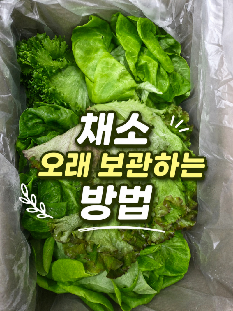 샐러드 채소 오래 보관하는 방법,일주일도 싱싱해요