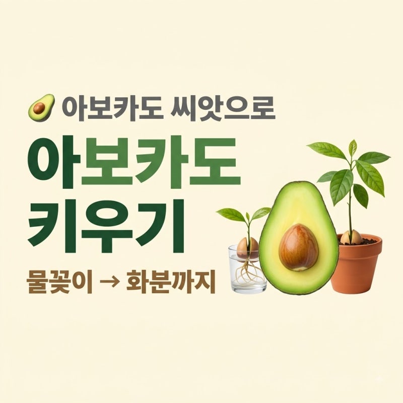 아보카도 키우기｜씨앗 발아부터 물꽂이·화분 옮겨심기까지