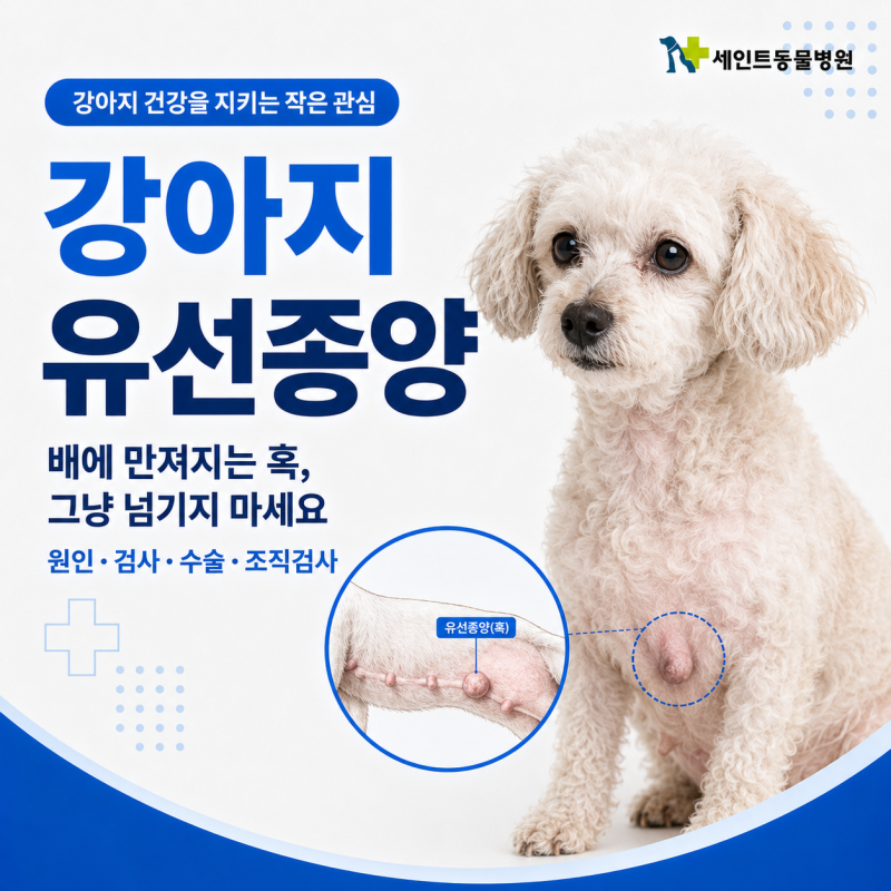 강아지 유선종양, 배에 만져지는 혹을 그냥 넘기지 마세요