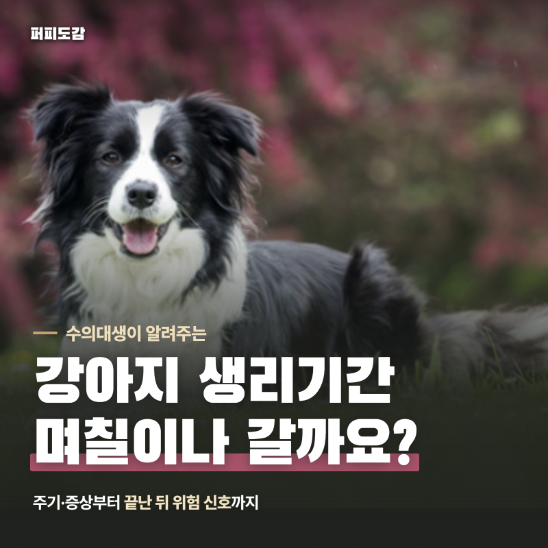 강아지 생리기간과 주기, 첫 생리 시기와 끝난 뒤 조심할 것