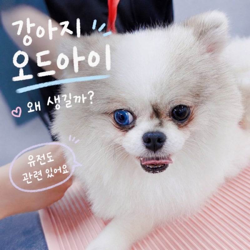 강아지 오드아이 매력 뒤에 숨겨진 유전적 비밀과 주의점