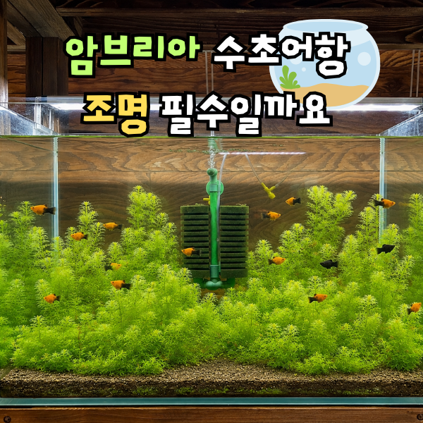 암브리아 수초어항 꾸미기, 수초 조명 바닥재 고르기 팁