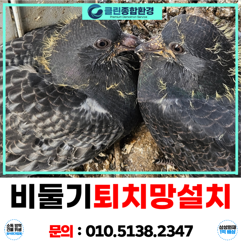 대구비둘기퇴치 망 설치 업체 둥지 알 청소 대책은?