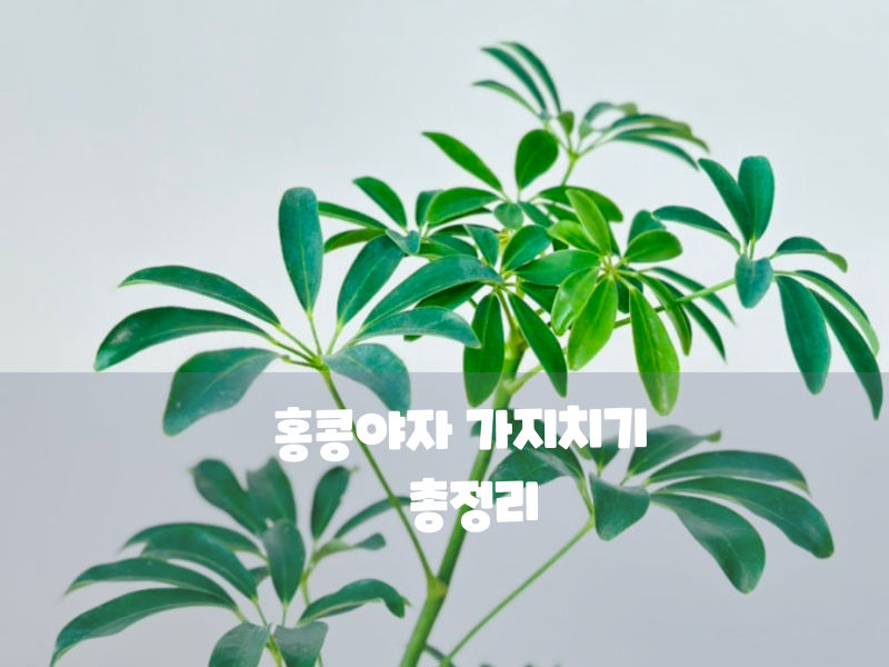 홍콩야자 가지치기 방법 총정리! 외목대 수형 잡기부터 자른 가지 물꽂이 번식까지