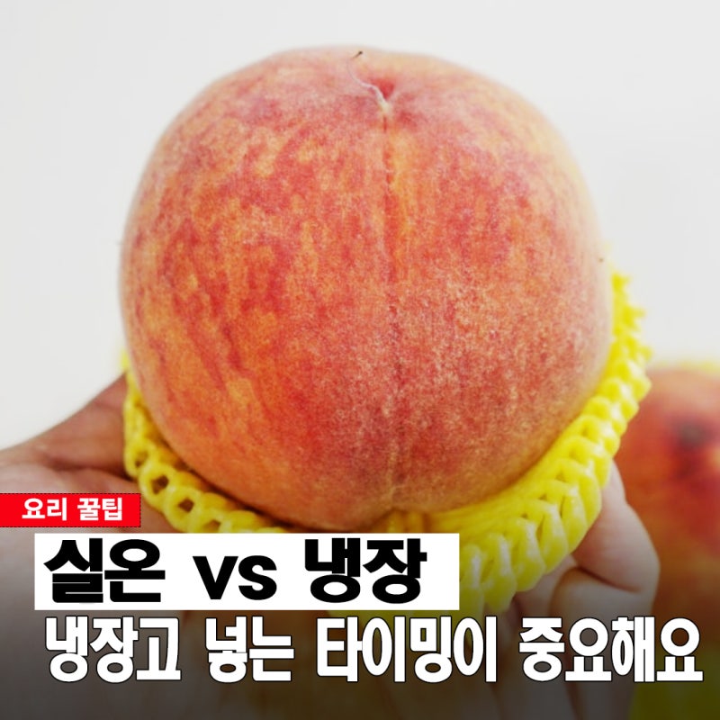딱딱하면 실온 vs 말랑하면 냉장고? 복숭아 보관법 이것만 따라하세요