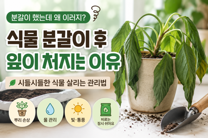 식물 분갈이 후 잎이 처지는 이유｜분갈이 후 시들시들한 식물 살리는 관리법