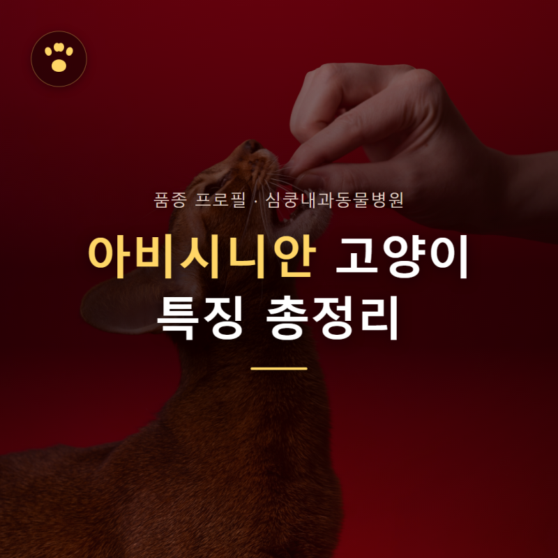 [고양이 품종 가이드] 아비시니안(Abyssinian) 고양이 특징과 건강관리 팁