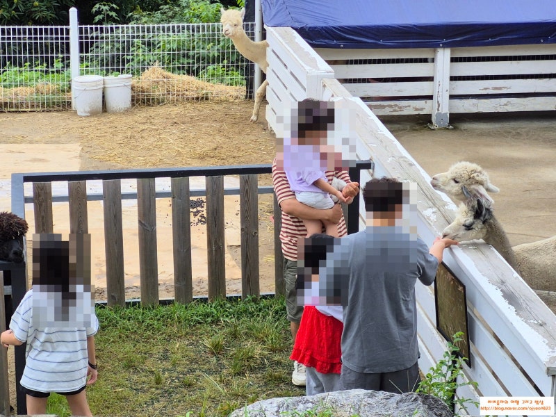 [구리 카페 맛집] 축구선수 김병지와 알파카를 체험해 볼 수있는 이색 카페
