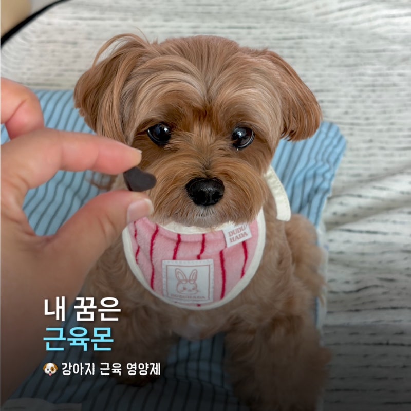 강아지 다리떨림 근육 영양제 내돈내산 급여 후기