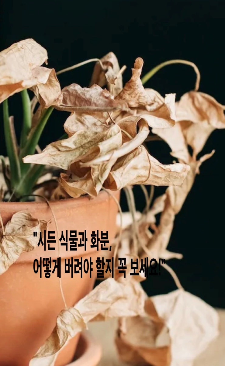 시들어버린 식물 올바르게 버리는 법 식물버리기 분리수거