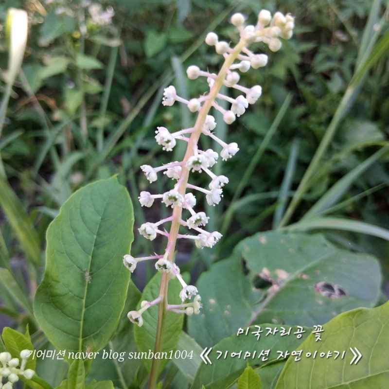내가 찍은 미국자리공 꽃《 개화시기 피는 시기 특징 원산지 꽃말 효능 주의사항 Phytolacca amer....