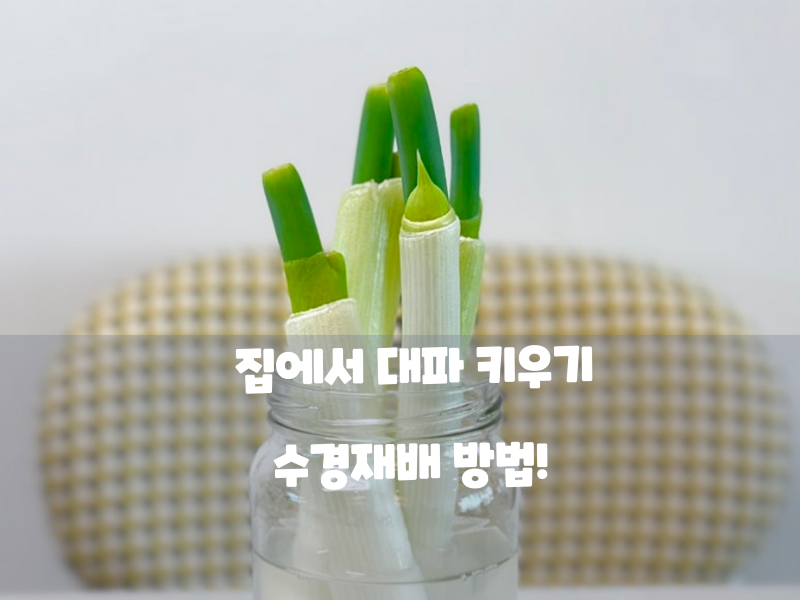 집에서 대파 키우기 수경재배 방법! 실패 없는 파테크 노하우