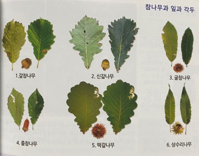 도토리는 다 똑같아 보이는데, 어떤 참나무에서 떨어졌을까?