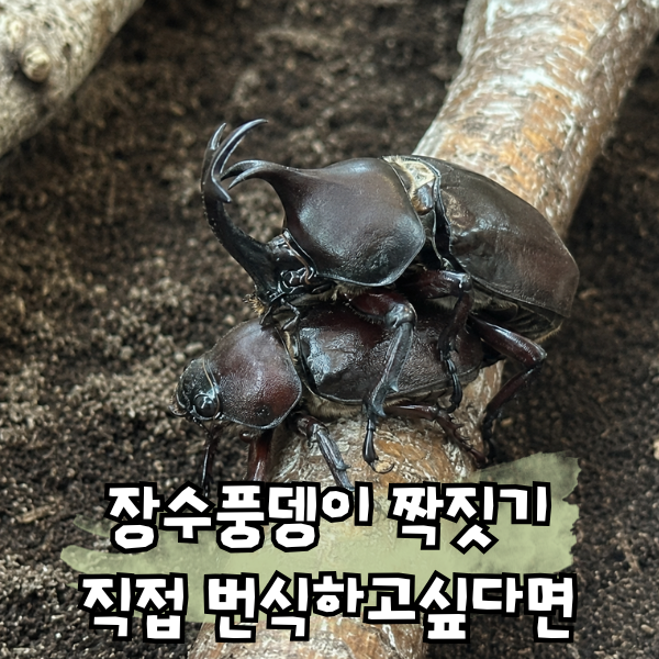 장수풍뎅이 짝짓기, 암컷 수컷 산란 준비 번식 과정