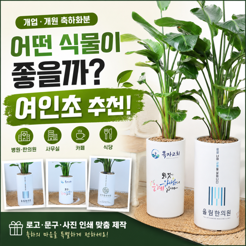 병원 사무실 카페 식당 개업 개원 축하화분 어떤 식물이 좋을까? 여인초 추천