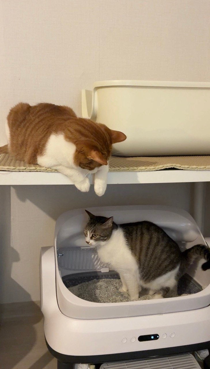 고양이 화장실 추천과 배치 실전 테스트 (자동 vs 수동, 거실 vs 작은방)